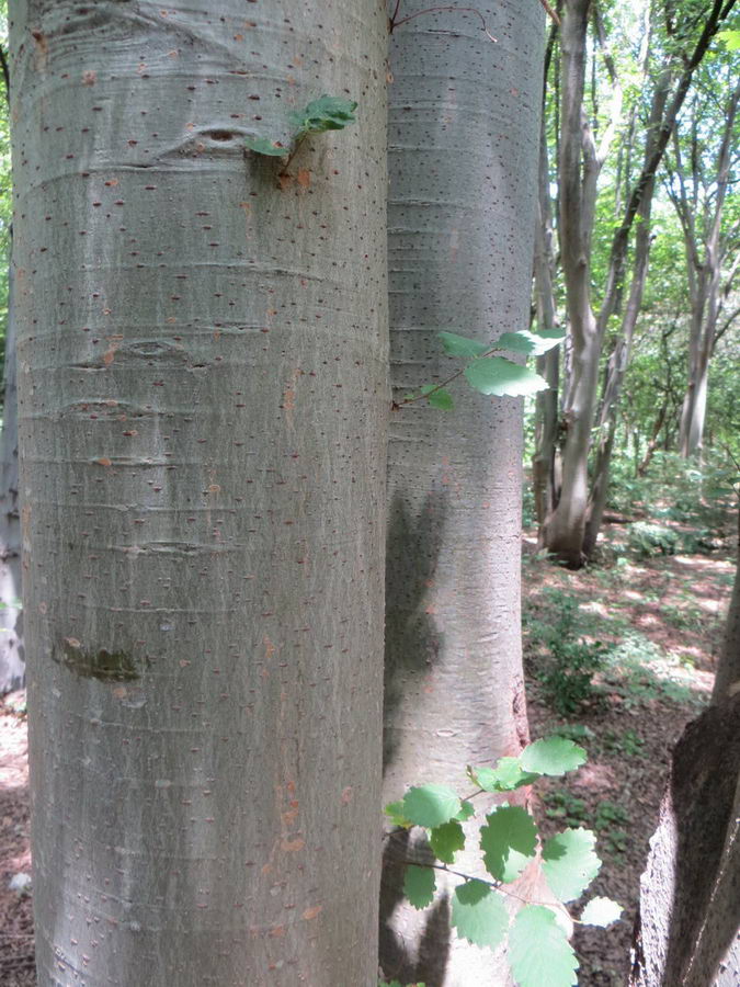 Zelkova carpinifolia - Ulmaceae / درخت آزاد