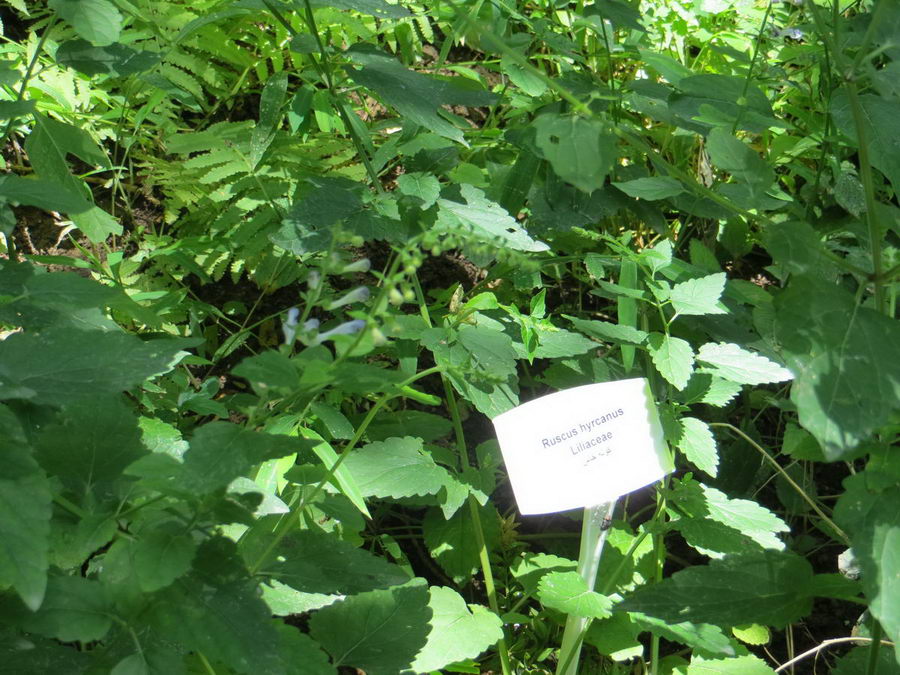 Ruscus hyrcanus - Liliaceae / کوله‌خاس