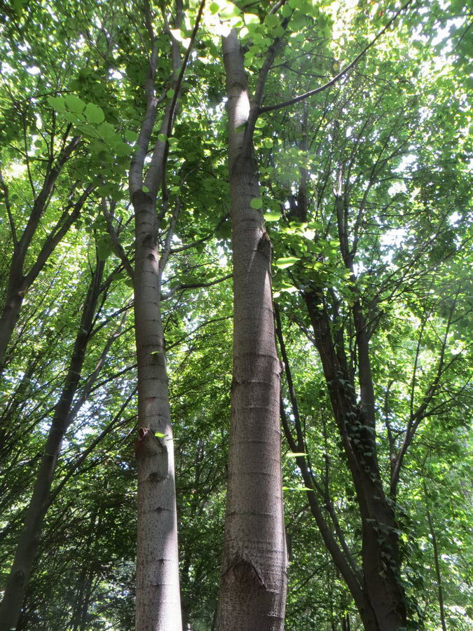 Tilia platypyillus- Malvaceae / درخت نمدار