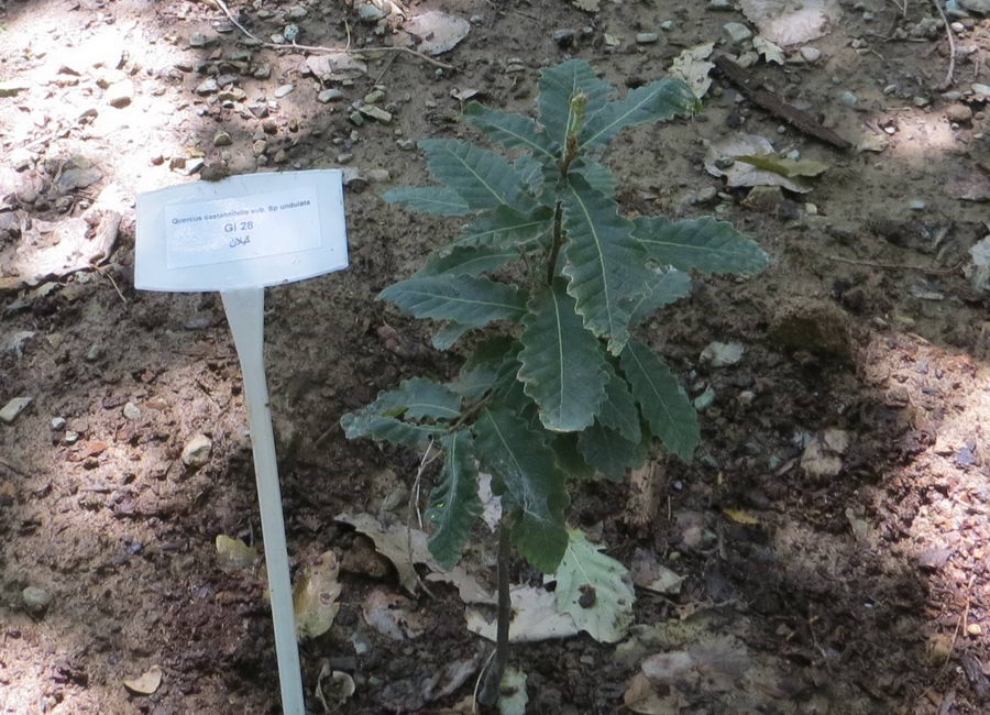 Quercus castaneifolia subsp undulata - Fagaceae / بلندمازو