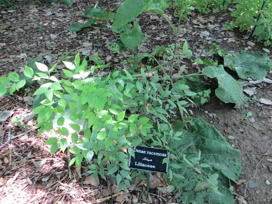 Danae racemosa - Liliaceae / همیشک
