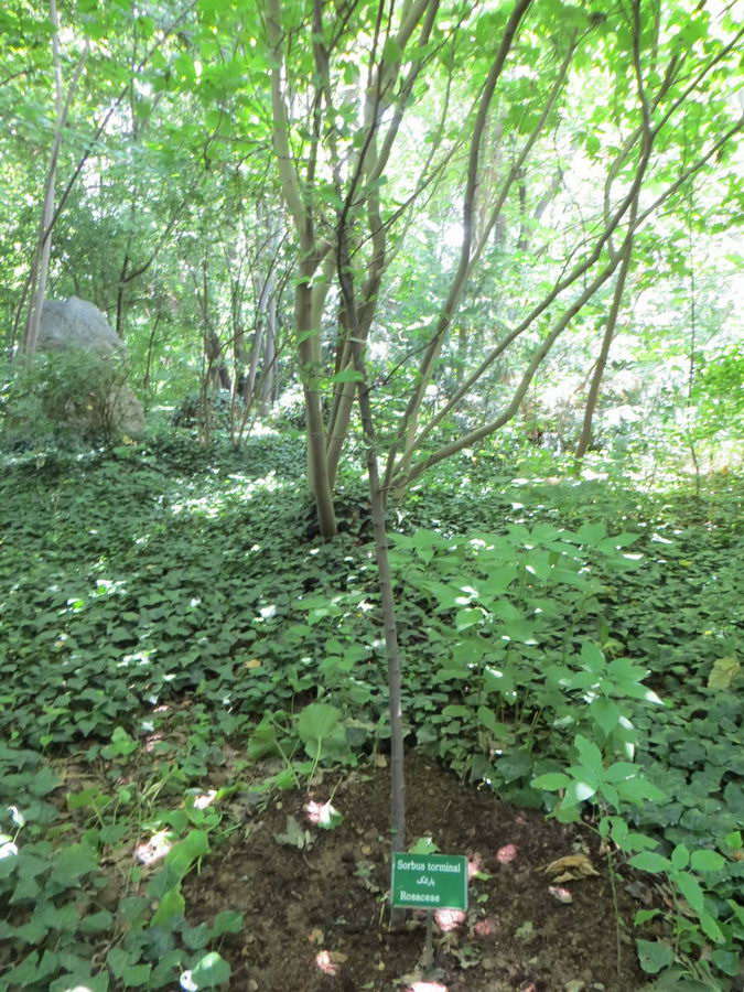 Sorbus torminal - Rosaceae / بارانک
