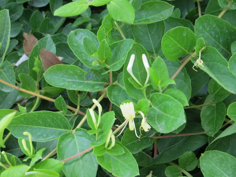 Lonicera japonica - Caprifoliaceae / پیچ امین الدوله